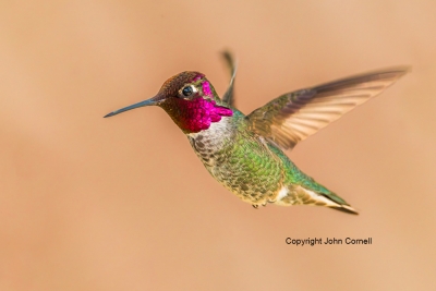 Annas-Hummingbird;Calypte-anna;Flying-Bird;Hummingbird;Photography;action;active